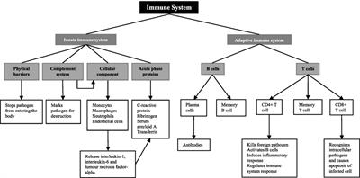 Use of Readily Accessible Inflammatory Markers to Predict Diabetic Kidney Disease